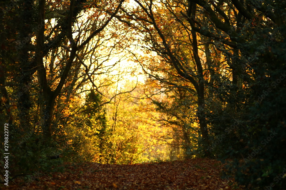 Fototapeta premium London Autumn