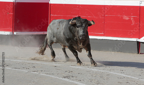 toro bravo en plaza de toros
