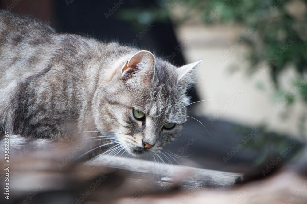 Close-up adorable shorthair striped gray cat with green eyes on a gray slate roof