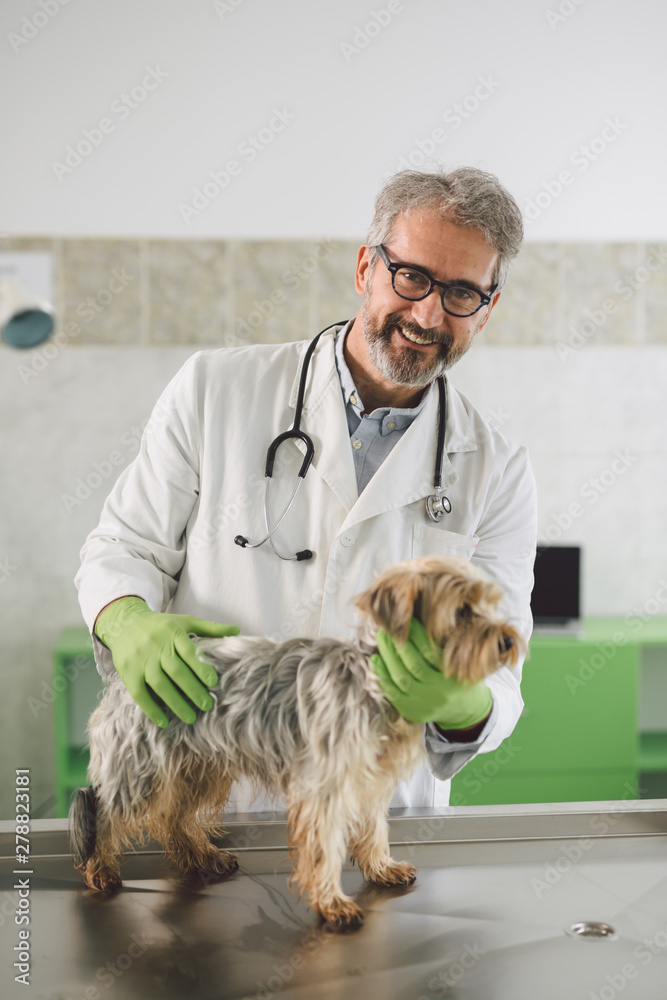 veterinarian and dog at veterinary clinic veterinarian and dog at veterinary clinic