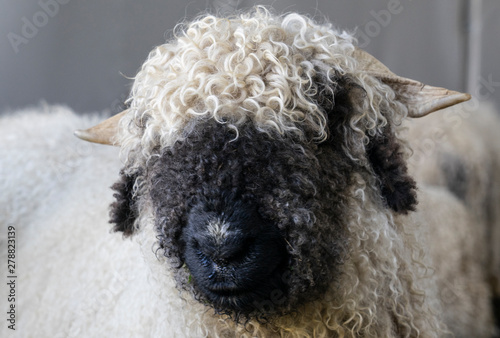 funny black nosed sheep in ...