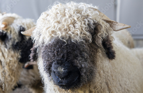 funny black nosed sheep in the mountains of Zermatt, Valais, Wallis,  photo