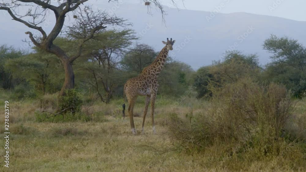 Giraffe in national park in Kenya with Mount Kilimanjaro in background Giraffe in national park in Kenya with Mount Kilimanjaro in background