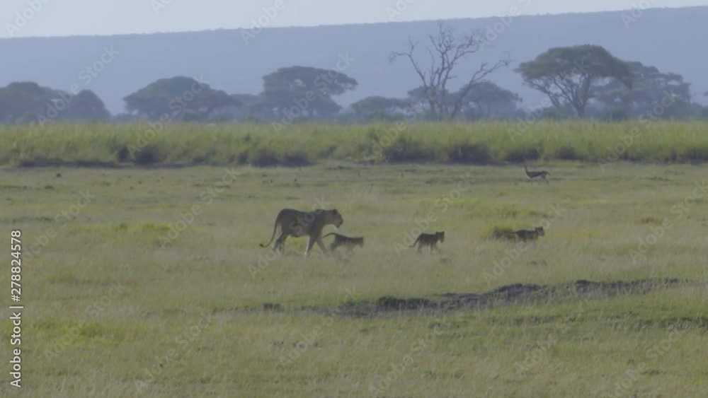 Lioness walking across plains with 3 cubs Lioness walking across plains with 3 cubs