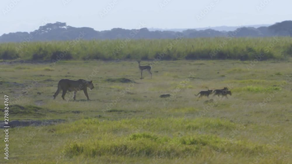 Lioness walking across plains with 3 cubs Lioness walking across plains with 3 cubs