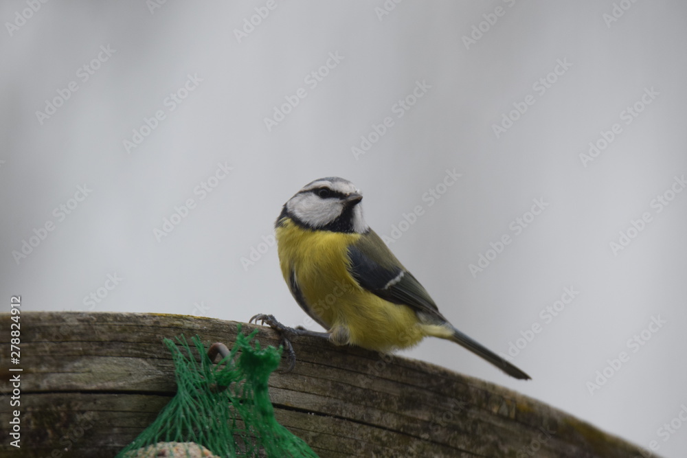 Fototapeta premium Bird eating