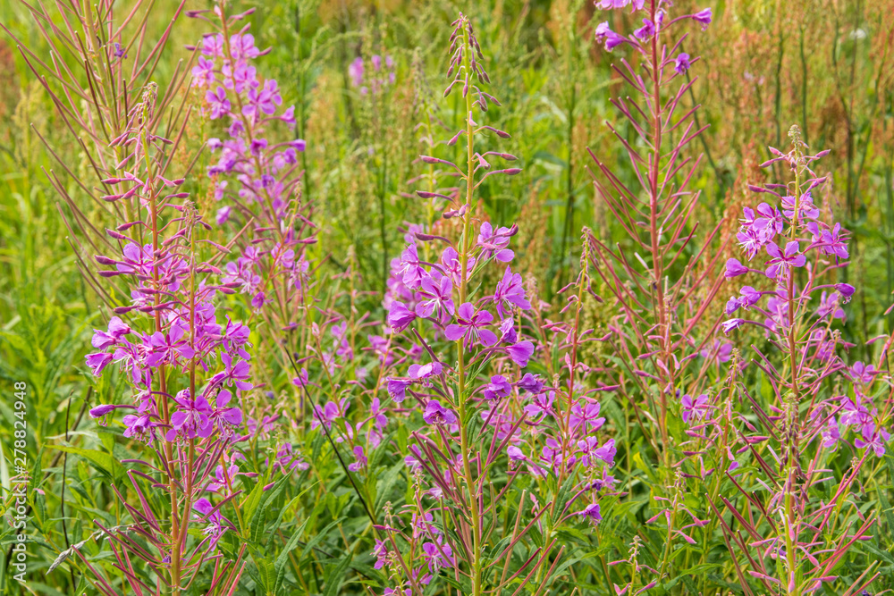 Fototapeta premium Meadow of blossom willow-herb. Field of pink blooming sally flowers.