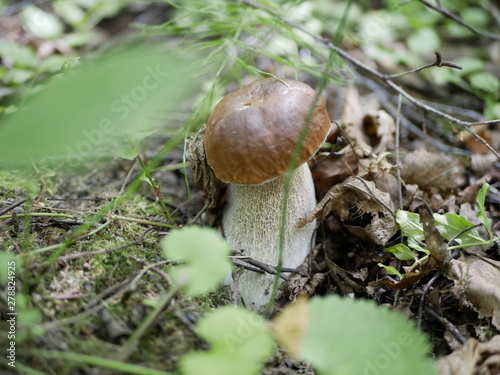 boletus on the background of green grass in the forest on a Sunny summer day. the gifts of the forest. organic food.