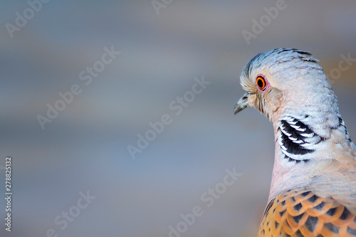 Colorful Dove. Nature background. Bird: European Turtle Dove. Streptopelia turtur. photo