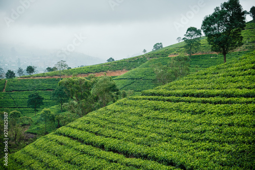 Hill Tea Plantation in Cloudy Day Panoramic Photo