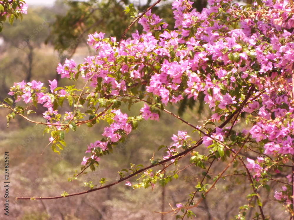 pink flower tree africa tree pink flower tree africa tree