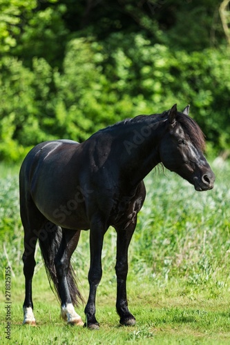 Black Stallion on a Pasture © BillionPhotos.com