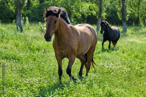 Two Horses on a Pasture
