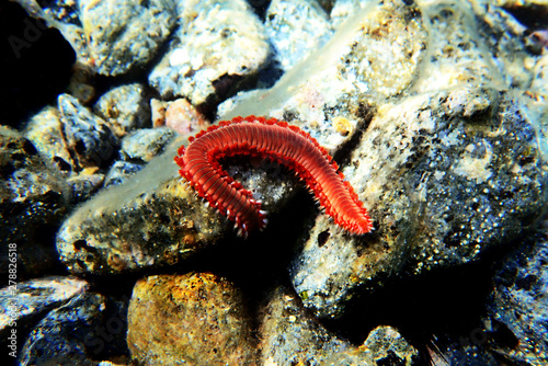 Red Mediterranean Fireworm - Hermodice carunculata photo