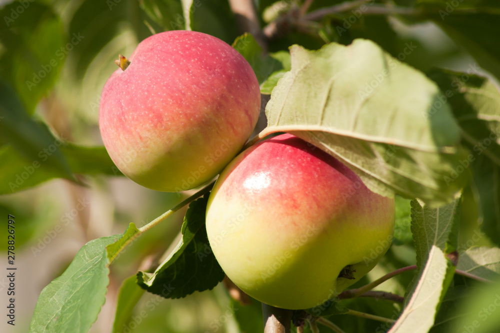 Ripe apples on a branch. Close-up view. Horizontal view Ripe apples on a branch. Close-up view. Horizontal view