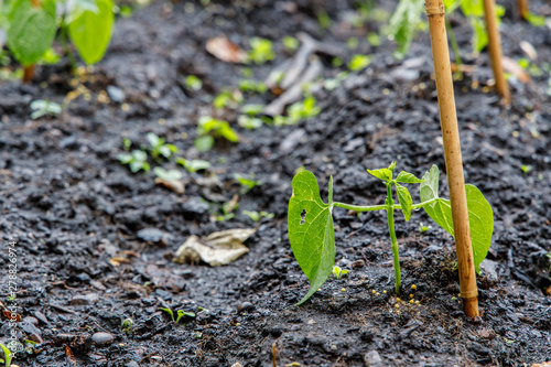 Home Grown French Bean with Bamboo Support photo