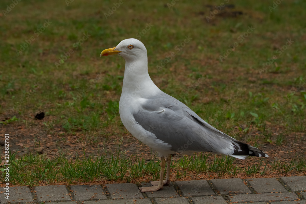 seagull stands on a cobbled track stone paving ,green graas on background seagull stands on a cobbled track stone paving ,green graas on background