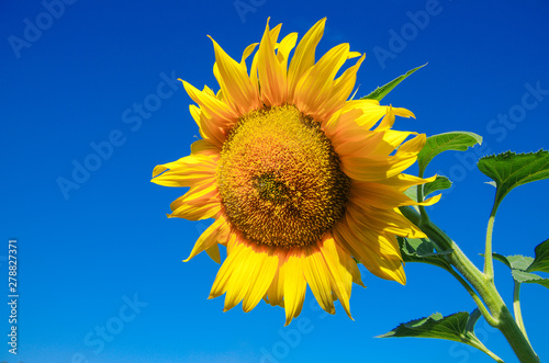 sunflower with blue sky