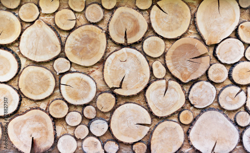 Background from wooden cuts of stumps in stripes and cracks. Wooden texture of round cuts