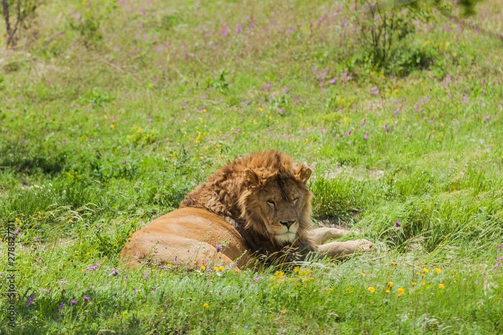 Naklejka premium African Lion Resting on the Grass