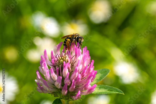 Wildbiene auf einer Kleeblüte © agrarmotive