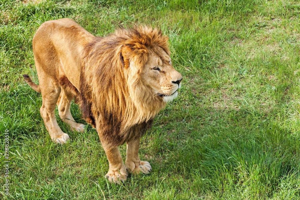Naklejka premium Lion Standing on the Grass