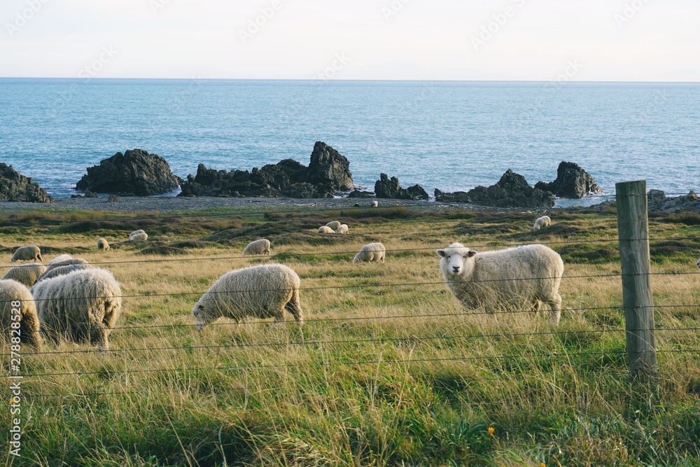 Naklejka premium Sheep Farm 
