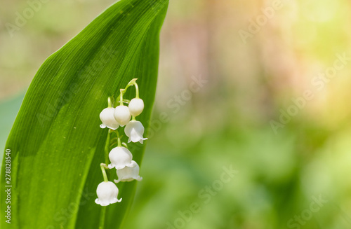 Beautiful snowdrop flowers close up in the forest. blurred background. copy space. Galanthus nivalis in the spring. spring flowers.