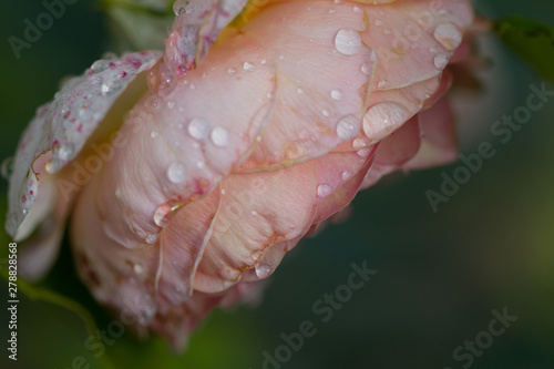 close-up of a blooming red rose with raindrops
