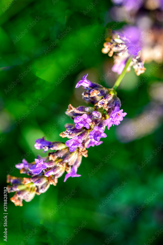 Obraz premium bee on flower
