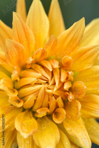 Blossom of a dahlia in yellow  orange and red in full bloom