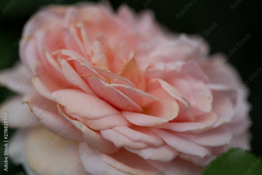 close-up of a blooming rose in pink close-up of a blooming rose in pink