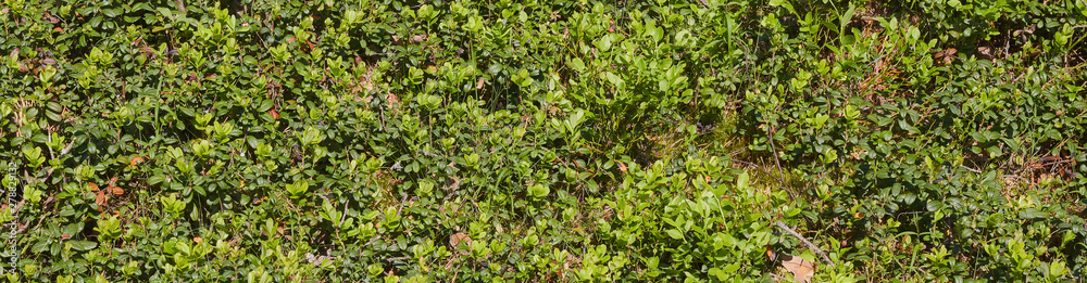 Obraz premium background of green bushes berries. glade of small blueberry bushes in the forest. view from above.