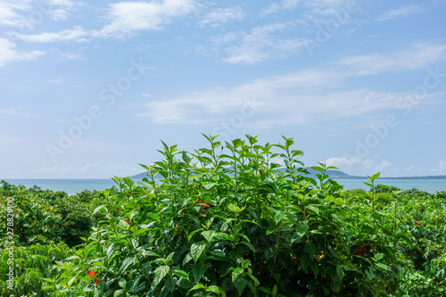 石垣島の風景