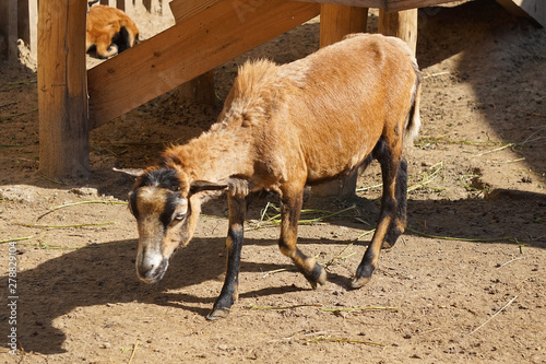 Young goat - farm animal