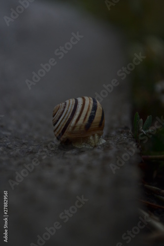 snail on rock