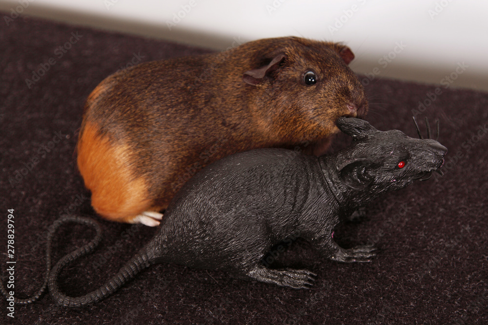 Fototapeta premium Real and fake rodents