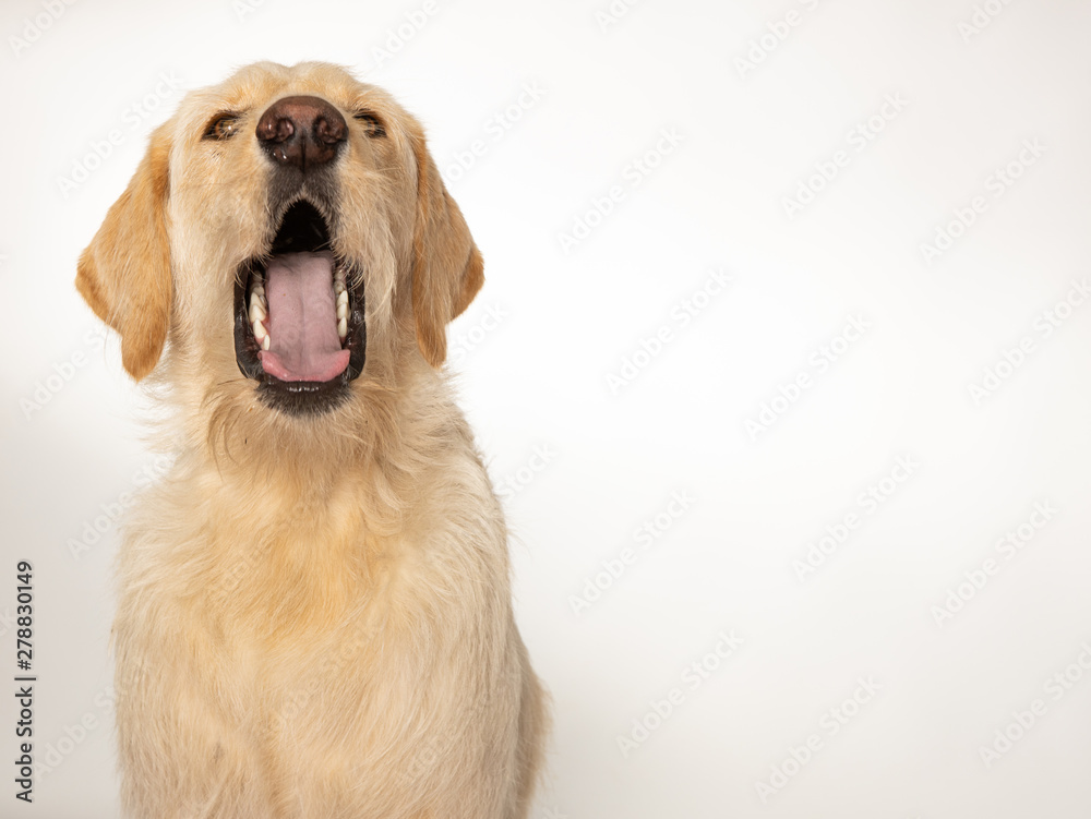 Yellow labrador dog with mouth open on white background