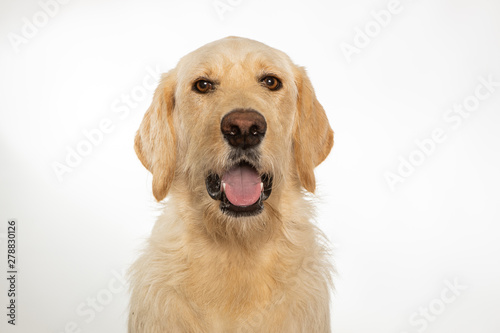 Yellow labradoodle dog with mouth open on white background