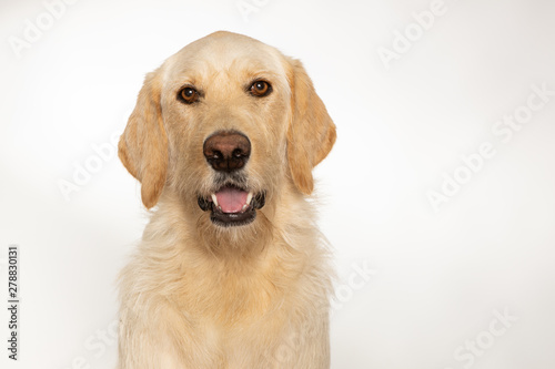 Cute yellow lab dog isolated on white background