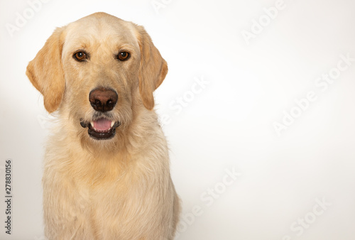 Yellow labradoodle dog isolated on white background