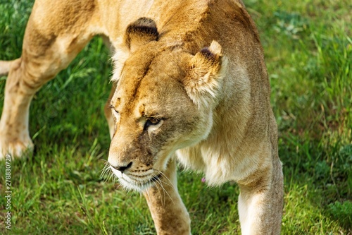 Lioness Hunting © BillionPhotos.com