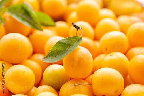 yellow plum mirabelle close-up. Summer fruit season.harvest.