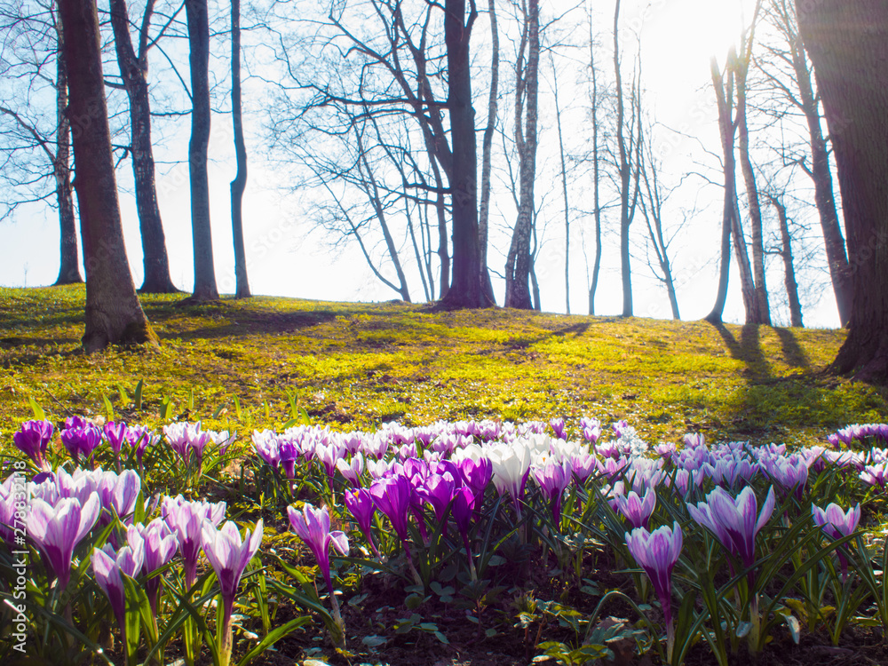 Naklejka premium Beautiful blue flowers in a clearing in the forest. Small spring flowers