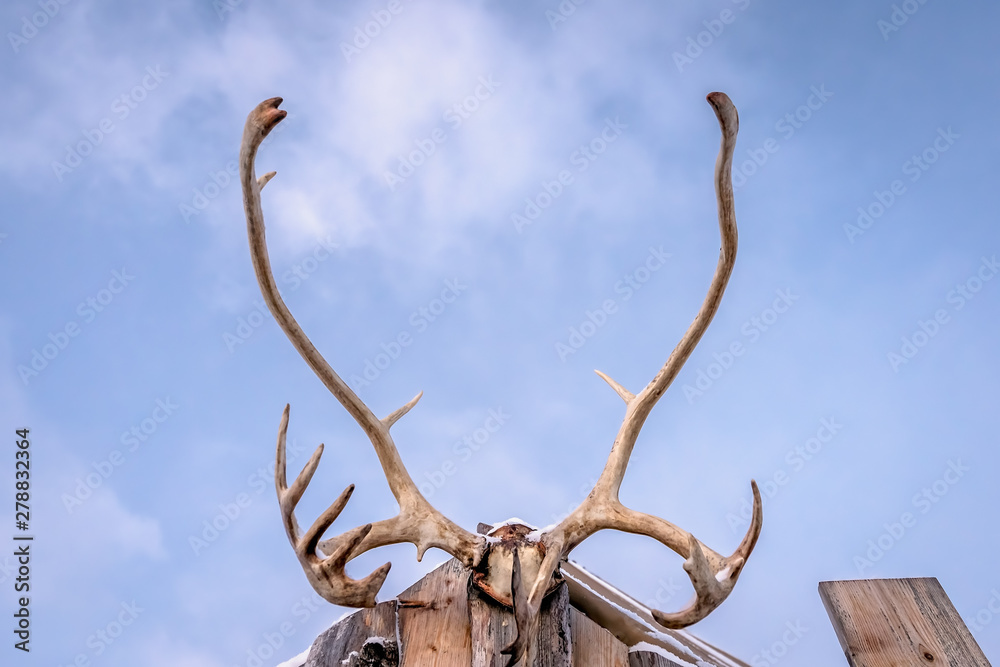 Obraz premium Close up of a reindeer massive antlers