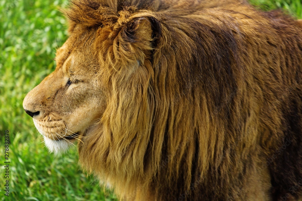 Obraz premium Lion's Head Close-Up