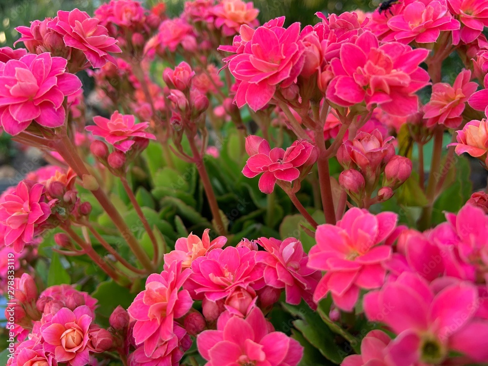 Pink Flower Pink Flower