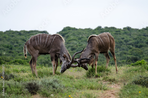 Fototapeta Naklejka Na Ścianę i Meble -  A couple of Blackbuck Antilope cervicapra are fighting
