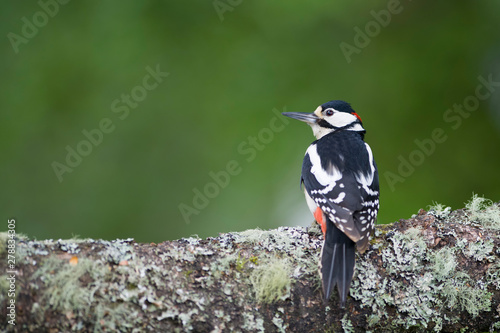 Scotland, Great spotted woodpecker perching on tree trunk photo