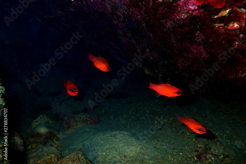 Red Mediterranean cardinalfish - (Apogon imberbis)
